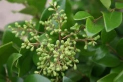 Liguster Op Stam (Ligustrum Japonicum 'Texanum') 10 Liguster Op Stam (Ligustrum Japonicum 'Texanum') -Klim Rose Winkel 20120225094531 2