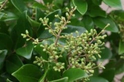 Liguster Op Stam (Ligustrum Japonicum 'Texanum') 9 Liguster Op Stam (Ligustrum Japonicum 'Texanum') -Klim Rose Winkel 20120225094602 2
