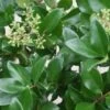 Liguster Op Stam (Ligustrum Japonicum 'Texanum') -Klim Rose Winkel 20120225094625 2