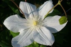 Bosrank (Clematis 'Madame Le Coultre') 11 Bosrank (Clematis 'Madame Le Coultre') -Klim Rose Winkel 20120903131948 1 1