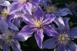 Bosrank (Clematis 'Justa') -Klim Rose Winkel 20120919134614 1