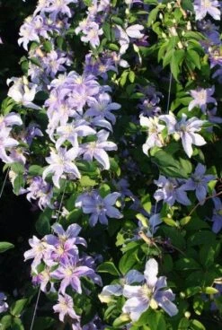Bosrank (Clematis 'Justa') -Klim Rose Winkel 20120919134633 1