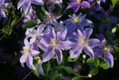 Bosrank (Clematis 'Justa') -Klim Rose Winkel 20120919134649 1