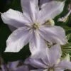 Bosrank (Clematis 'Justa') -Klim Rose Winkel 20120919134711 1