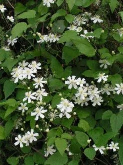 Bosrank (Clematis 'Paul Farges') -Klim Rose Winkel 20120919135912 1