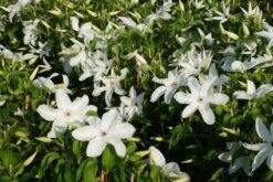 Bosrank (Clematis 'Madame Le Coultre') 9 Bosrank (Clematis 'Madame Le Coultre') -Klim Rose Winkel 20120919151411 1 1