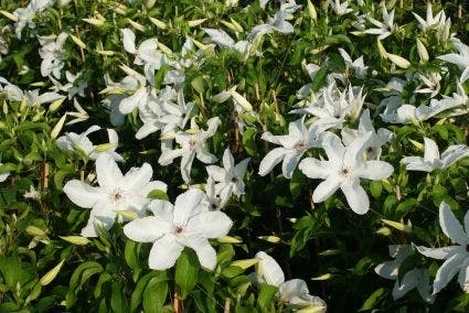 Bosrank (Clematis 'Madame Le Coultre') 5 Bosrank (Clematis 'Madame Le Coultre') - Afbeelding 3