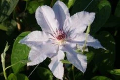 Bosrank (Clematis 'Snow Queen') -Klim Rose Winkel 20120919152528 1 1