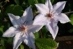Bosrank (Clematis 'Snow Queen') -Klim Rose Winkel 20120919152541 1