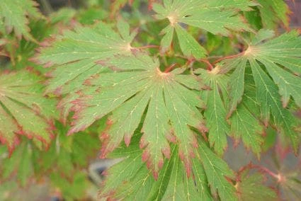 Japanse Esdoorn (Acer Japonicum 'Aconitifolium') 4 Japanse Esdoorn (Acer Japonicum 'Aconitifolium') - Afbeelding 2
