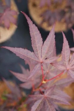 Japanse Esdoorn (Acer Palmatum 'Bloodgood') -Klim Rose Winkel 20121003154430 12