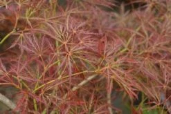Japanse Esdoorn (Acer Palmatum 'Ornatum') -Klim Rose Winkel 20121003155024 10