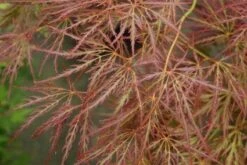 Japanse Esdoorn (Acer Palmatum 'Ornatum')
