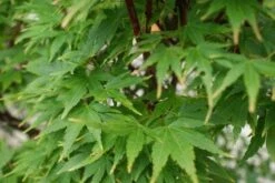 Japanse Esdoorn (Acer Palmatum 'Sangokaku') -Klim Rose Winkel 20121003155550 9