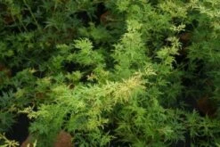 Japanse Esdoorn (Acer Palmatum 'Seiryu') -Klim Rose Winkel 20121003155629 6