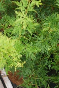 Japanse Esdoorn (Acer Palmatum 'Seiryu') -Klim Rose Winkel 20121003155652 6