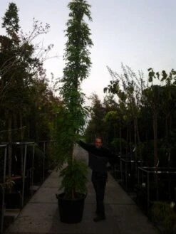 Blauwe Regen (Wisteria Sinensis) -Klim Rose Winkel 20121012085312 13