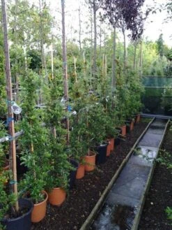 Vuurdoorn (Pyracantha 'Soleil D'Or') -Klim Rose Winkel 20121017141100 4