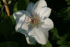 Bosrank (Clematis 'Mrs George Jackman') -Klim Rose Winkel 20121017155031 1