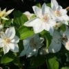Bosrank (Clematis 'Mrs George Jackman') -Klim Rose Winkel 20121017155045 1