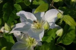 Bosrank (Clematis 'Yukikomachi') -Klim Rose Winkel 20121017162704 1