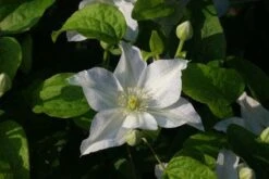 Bosrank (Clematis 'Yukikomachi') -Klim Rose Winkel 20121017162743 1
