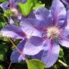 Bosrank (Clematis 'Etoile De Malicorne') -Klim Rose Winkel 20121030154418 1 1