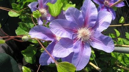 Bosrank (Clematis 'Etoile De Malicorne') 3 Bosrank (Clematis 'Etoile De Malicorne')