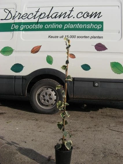 Kaukasische Klimop (Hedera Colchica 'Dentata Variegata') 4 Kaukasische Klimop (Hedera Colchica 'Dentata Variegata') - Afbeelding 2