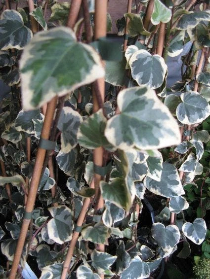 Kaukasische Klimop (Hedera Colchica 'Dentata Variegata') 3 Kaukasische Klimop (Hedera Colchica 'Dentata Variegata')