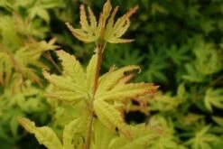 Japanse Esdoorn (Acer Palmatum 'Orange Dream') -Klim Rose Winkel 20130121134107 4