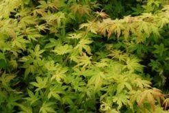 Japanse Esdoorn (Acer Palmatum 'Orange Dream') -Klim Rose Winkel 20130121134146 4