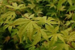 Japanse Esdoorn (Acer Palmatum 'Orange Dream') -Klim Rose Winkel 20130121134212 4