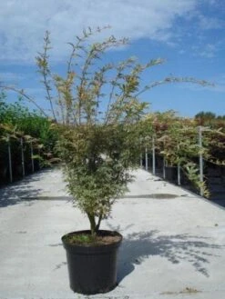 Japanse Esdoorn (Acer Palmatum 'Butterfly') -Klim Rose Winkel 20130214100424 8