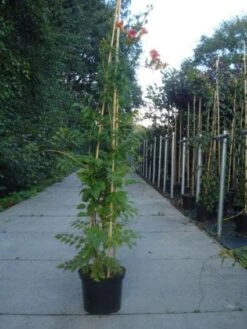 Trompetbloem (Campsis Tagliabuana 'Mme Galen') 14 Trompetbloem (Campsis Tagliabuana 'Mme Galen') -Klim Rose Winkel 20130215104653 9