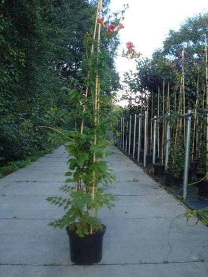 Trompetbloem (Campsis Tagliabuana 'Mme Galen') 6 Trompetbloem (Campsis Tagliabuana 'Mme Galen') - Afbeelding 4