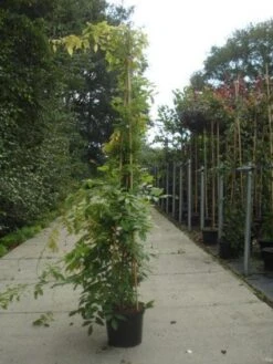 Blauwe Regen (Wisteria Sinensis) -Klim Rose Winkel 20130215105427 13