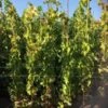 Druif (Vitis Vinifera 'Alphonse Lavalle') -Klim Rose Winkel 20180920 joha ord t2 335 1