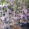 Blauwe Regen Als Leivorm (Wisteria Brachybotrys 'Yokohama Fuji') -Klim Rose Winkel 20190507 113255 resized