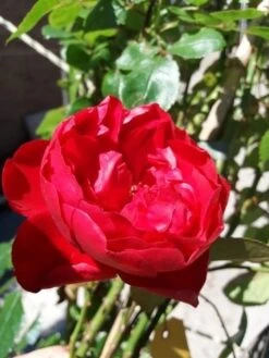 Klimroos (Rosa 'Amadeus') 8 Klimroos (Rosa 'Amadeus') -Klim Rose Winkel 20190629 130707