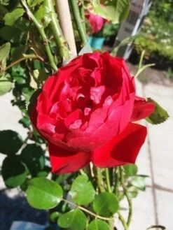 Klimroos (Rosa 'Amadeus') 9 Klimroos (Rosa 'Amadeus') -Klim Rose Winkel 20190629 130841