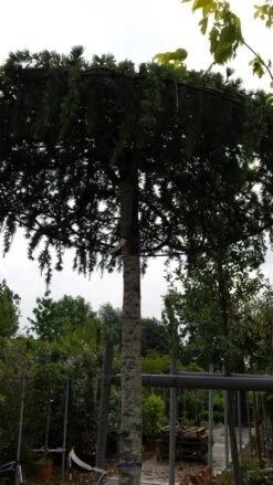 Ceder Als Dakboom (Cedrus Deodara 'Pendula') 14 Ceder Als Dakboom (Cedrus Deodara 'Pendula') -Klim Rose Winkel 20190712 120955