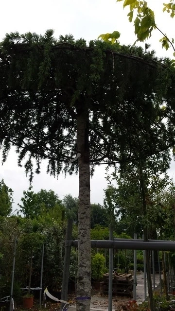 Ceder Als Dakboom (Cedrus Deodara 'Pendula') 8 Ceder Als Dakboom (Cedrus Deodara 'Pendula') - Afbeelding 6