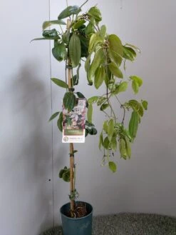 Groenblijvende Clematis (Clematis Armandii 'Hendersonii Rubra') -Klim Rose Winkel 20220613 162124