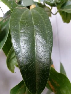 Groenblijvende Clematis (Clematis Armandii 'Hendersonii Rubra') -Klim Rose Winkel 20220613 162250