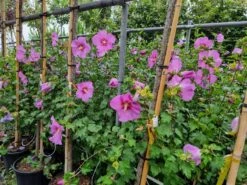 Altheastruik (Hibiscus Syriacus 'Rose Moon') -Klim Rose Winkel 20220817 110039