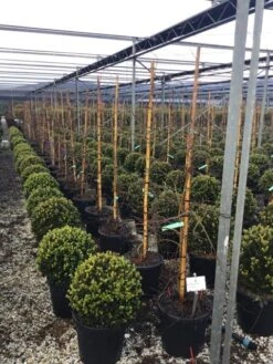 Japanse Esdoorn (Acer Palmatum 'Viridis') 12 Japanse Esdoorn (Acer Palmatum 'Viridis') -Klim Rose Winkel 7 2