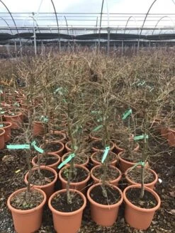 Japanse Esdoorn (Acer Palmatum 'Viridis') 13 Japanse Esdoorn (Acer Palmatum 'Viridis') -Klim Rose Winkel 8 1