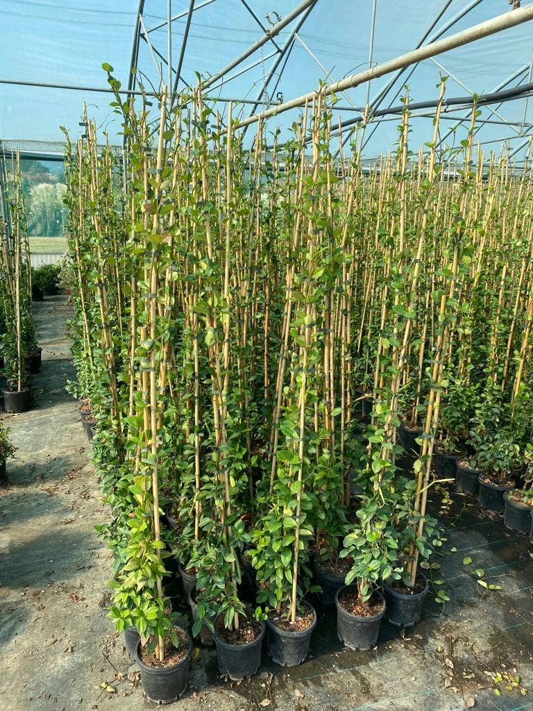 Toscaanse Jasmijn (Trachelospermum Jasminoides 'Winter Ruby') 4 Toscaanse Jasmijn (Trachelospermum Jasminoides 'Winter Ruby') - Afbeelding 2