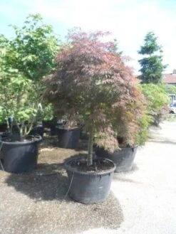 Japanse Esdoorn (Acer Palmatum 'Garnet') -Klim Rose Winkel acer garnet 120 130stam extra